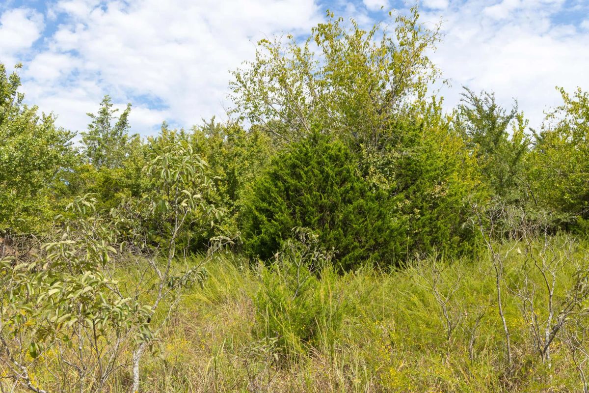 Decorative background for Reserves At Cattail Cove Phase II Tract 57 image 8