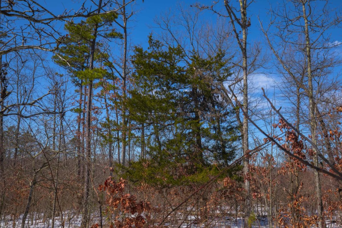 Decorative background for Sleepy Hollow Phase I Tract 38 image 7