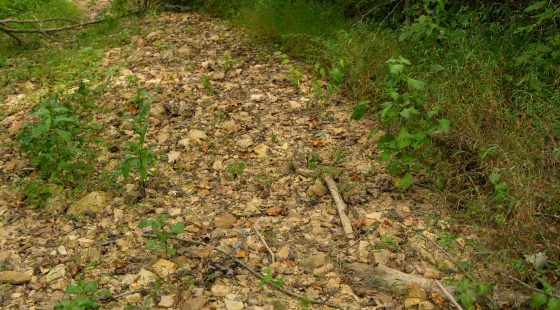 Big White Oak Tract 133 in Perry County, TN