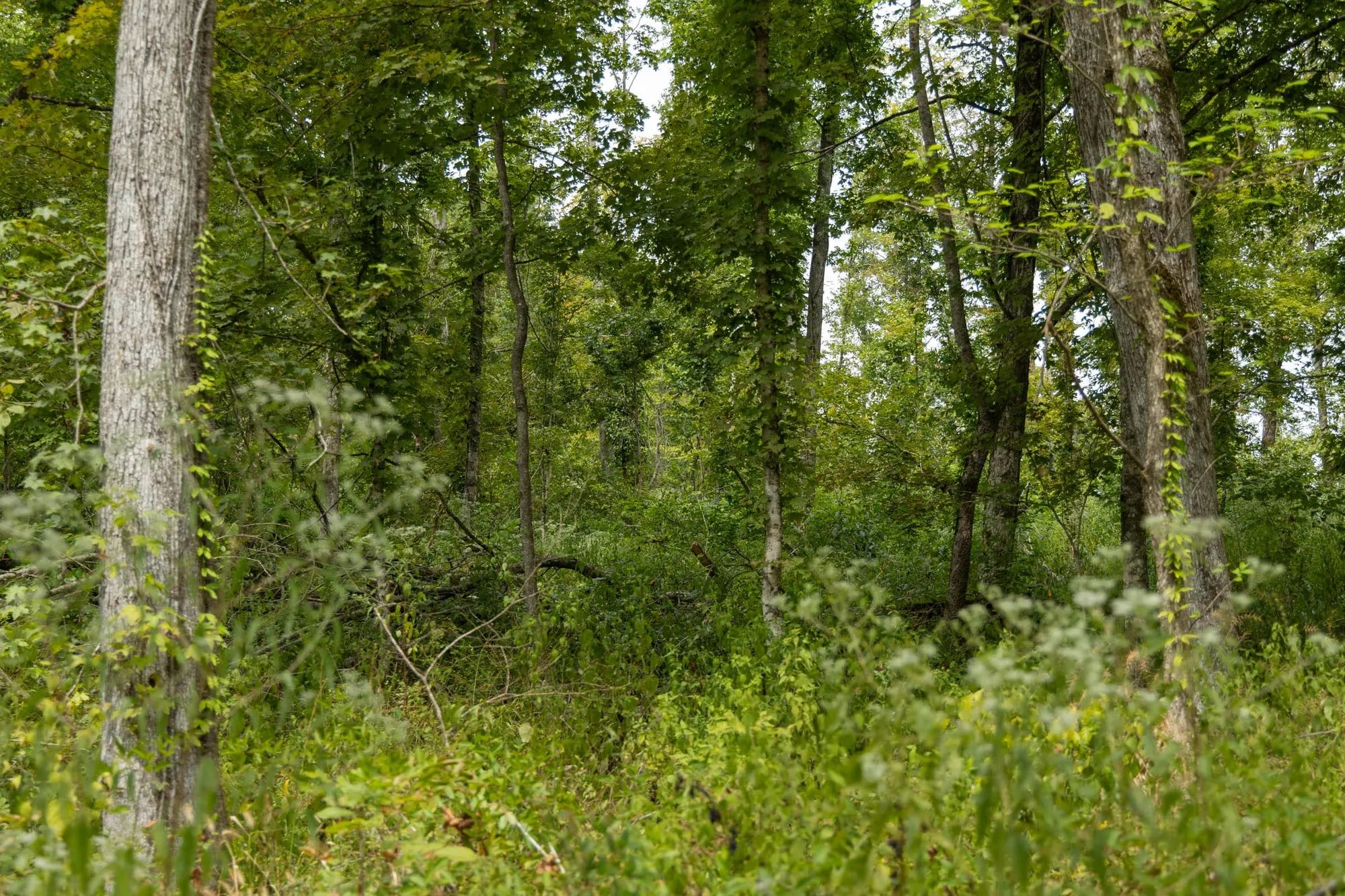 Big White Oak Tract 133 in Perry County, TN