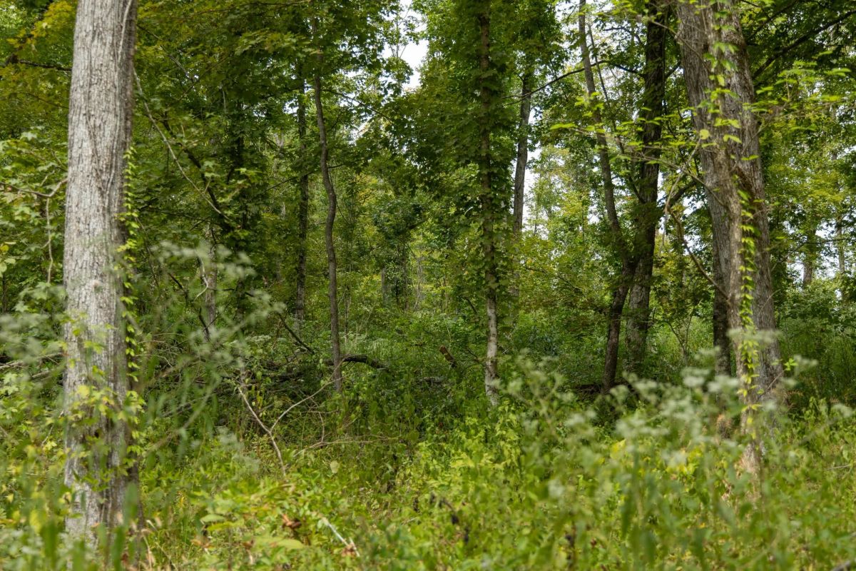Big White Oak Tract 133 - Image 3