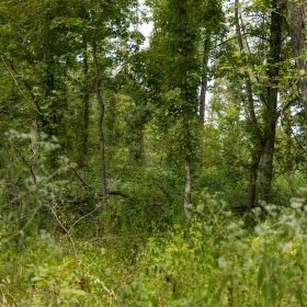 Big White Oak Tract 133 in Perry County, TN