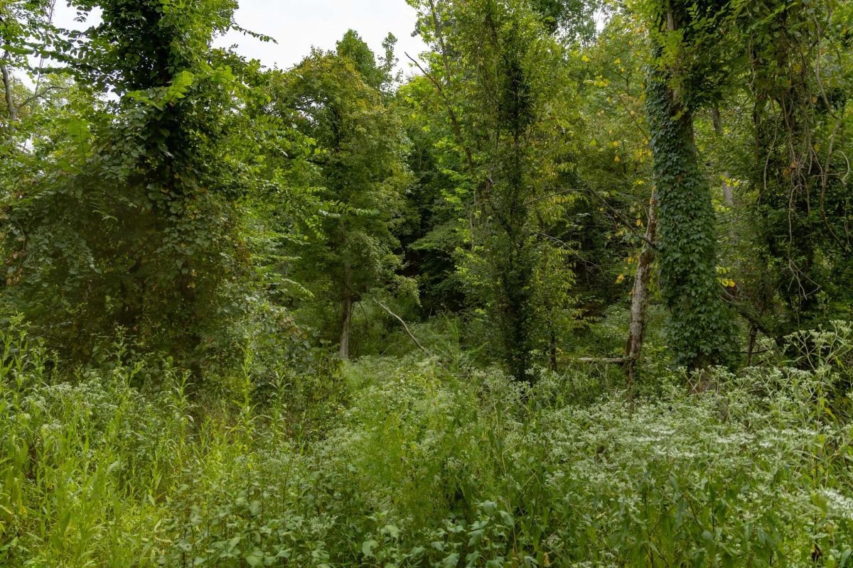 Big White Oak Tract 133 - Image 4