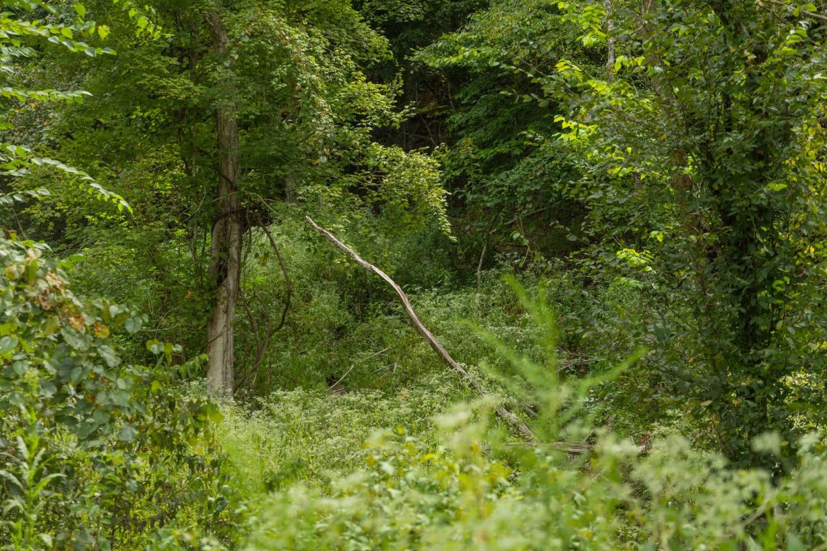 Decorative background for Big White Oak Tract 133 image 5