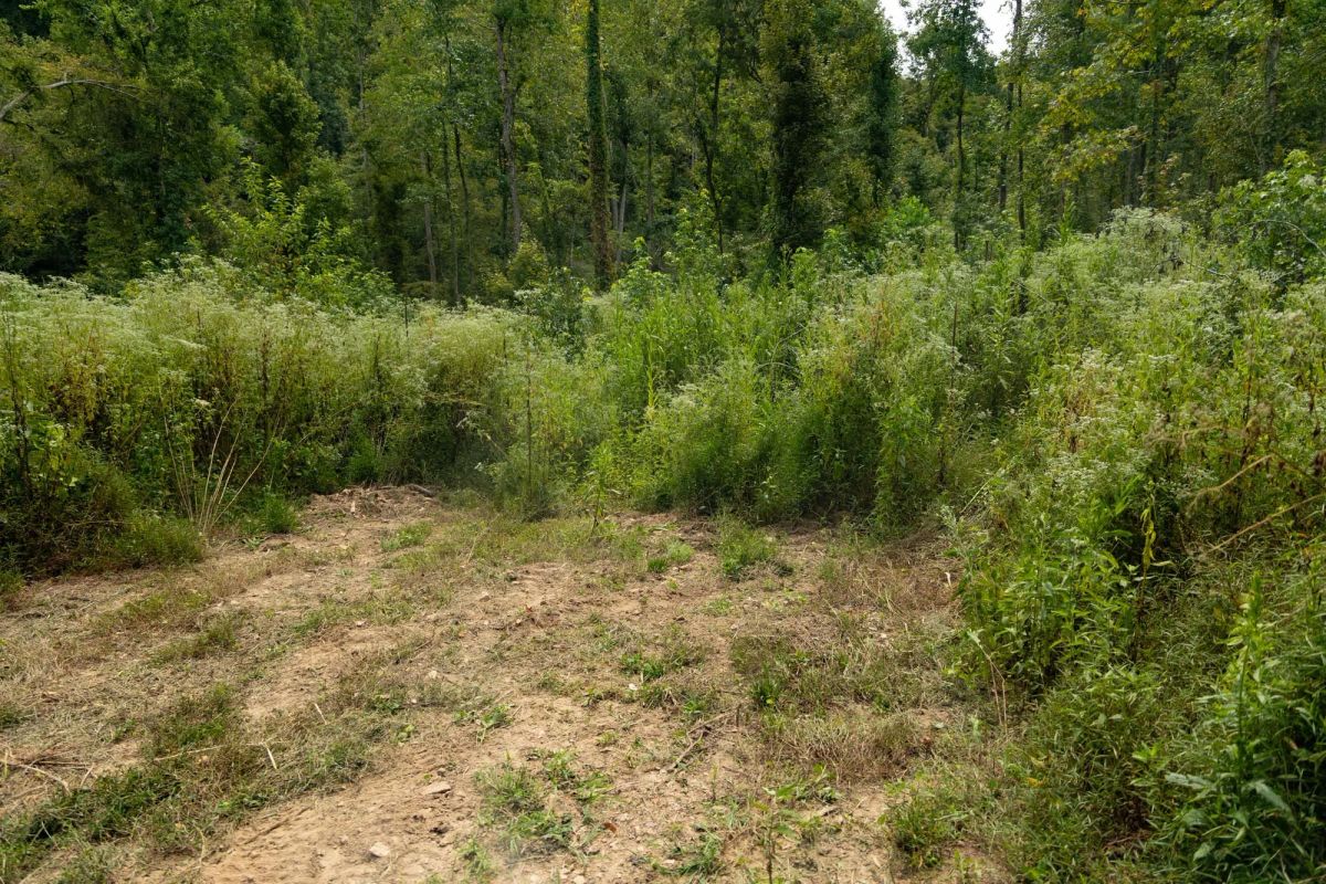 Decorative background for Big White Oak Tract 133 image 6