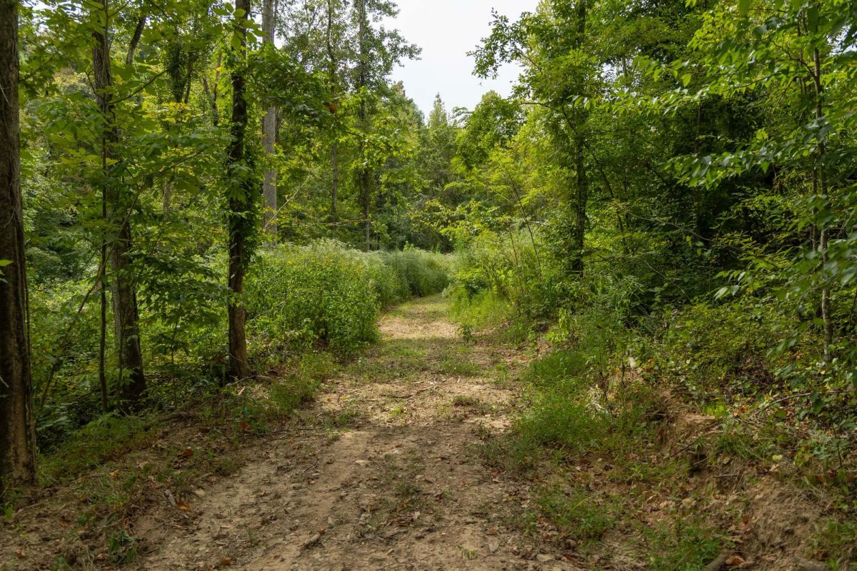 Decorative background for Big White Oak Tract 133 image 7