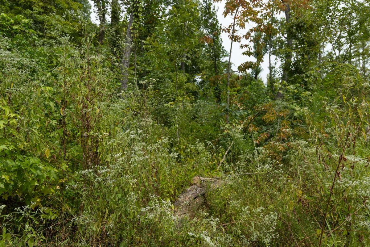 Decorative background for Big White Oak Tract 133 image 8