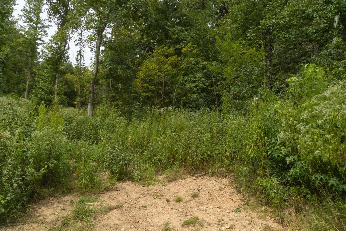 Decorative background for Big White Oak Tract 133 image 9
