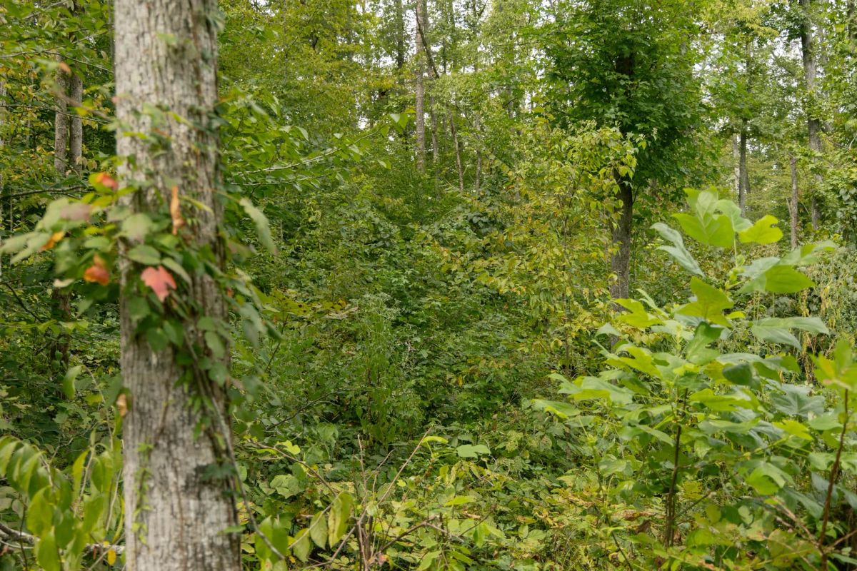 Decorative background for Big White Oak Tract 133 image 10