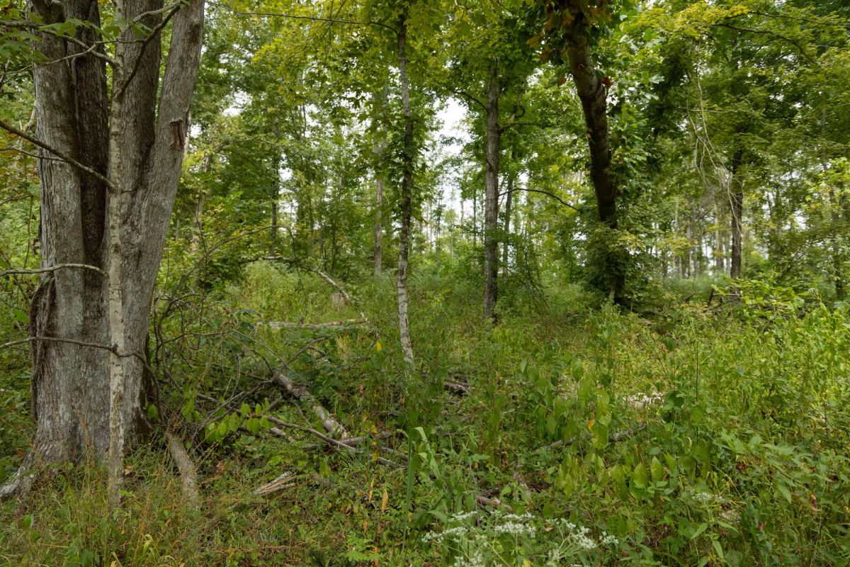 Decorative background for Big White Oak Tract 133 image 11