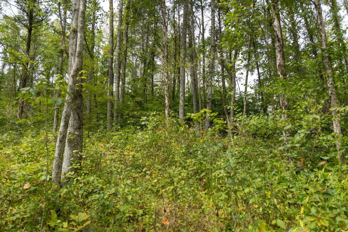 Decorative background for Big White Oak Tract 133 image 12