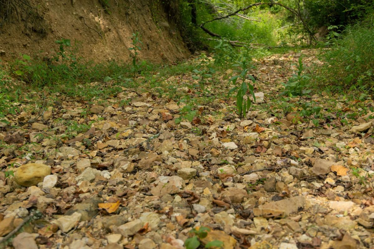 Decorative background for Big White Oak Tract 133 image 13