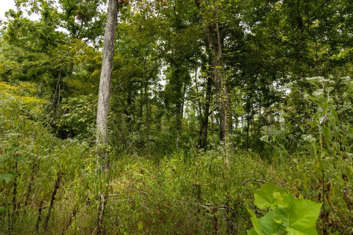 Decorative background for Big White Oak Tract 133 image 14