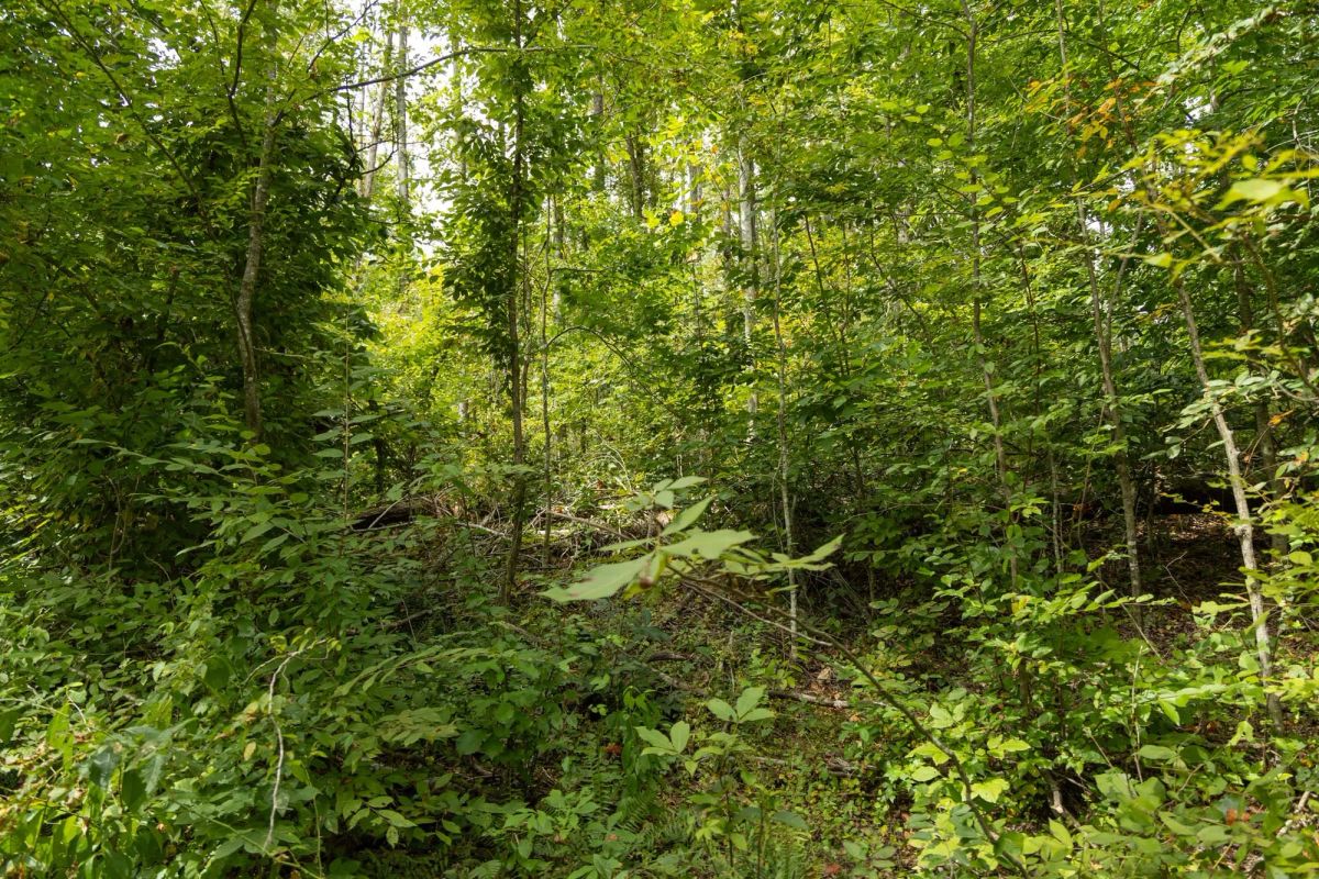Decorative background for Big White Oak Tract 133 image 15