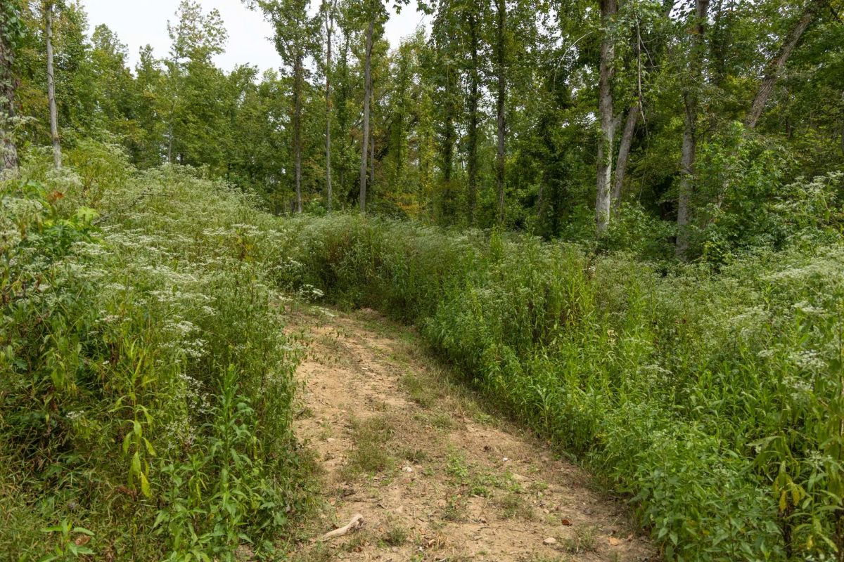 Decorative background for Big White Oak Tract 133 image 17