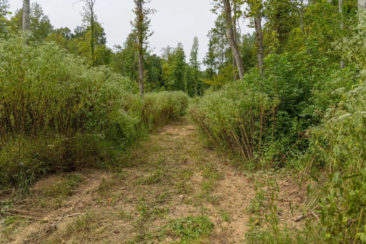 Decorative background for Big White Oak Tract 133 image 18