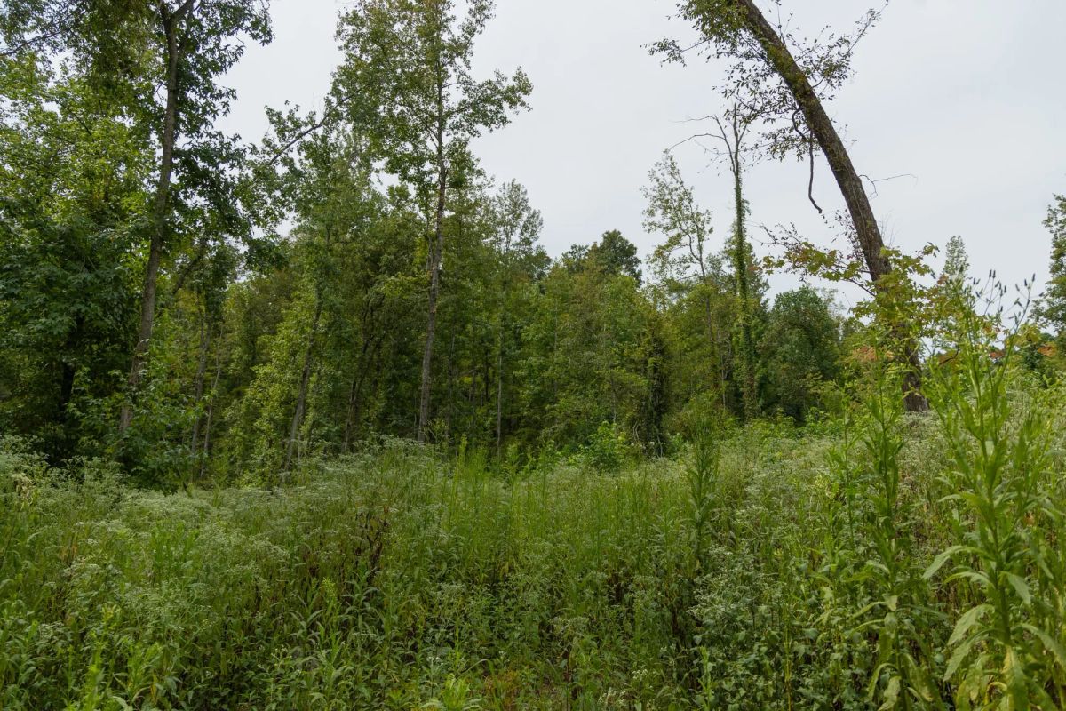 Decorative background for Big White Oak Tract 133 image 19