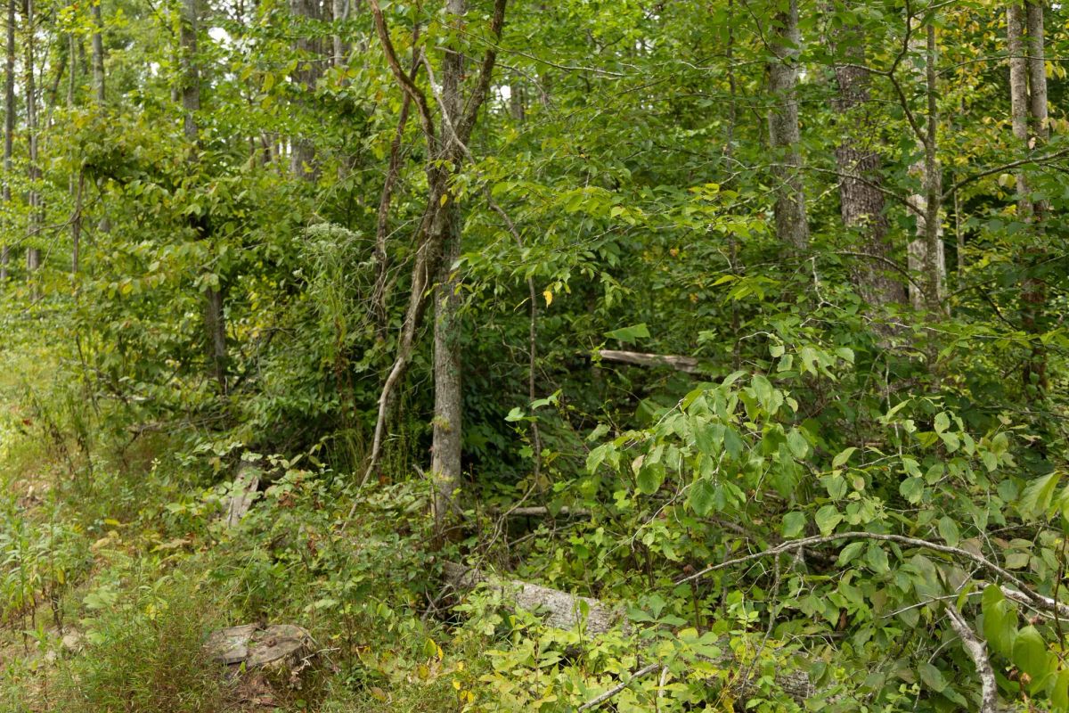 Decorative background for Big White Oak Tract 133 image 20
