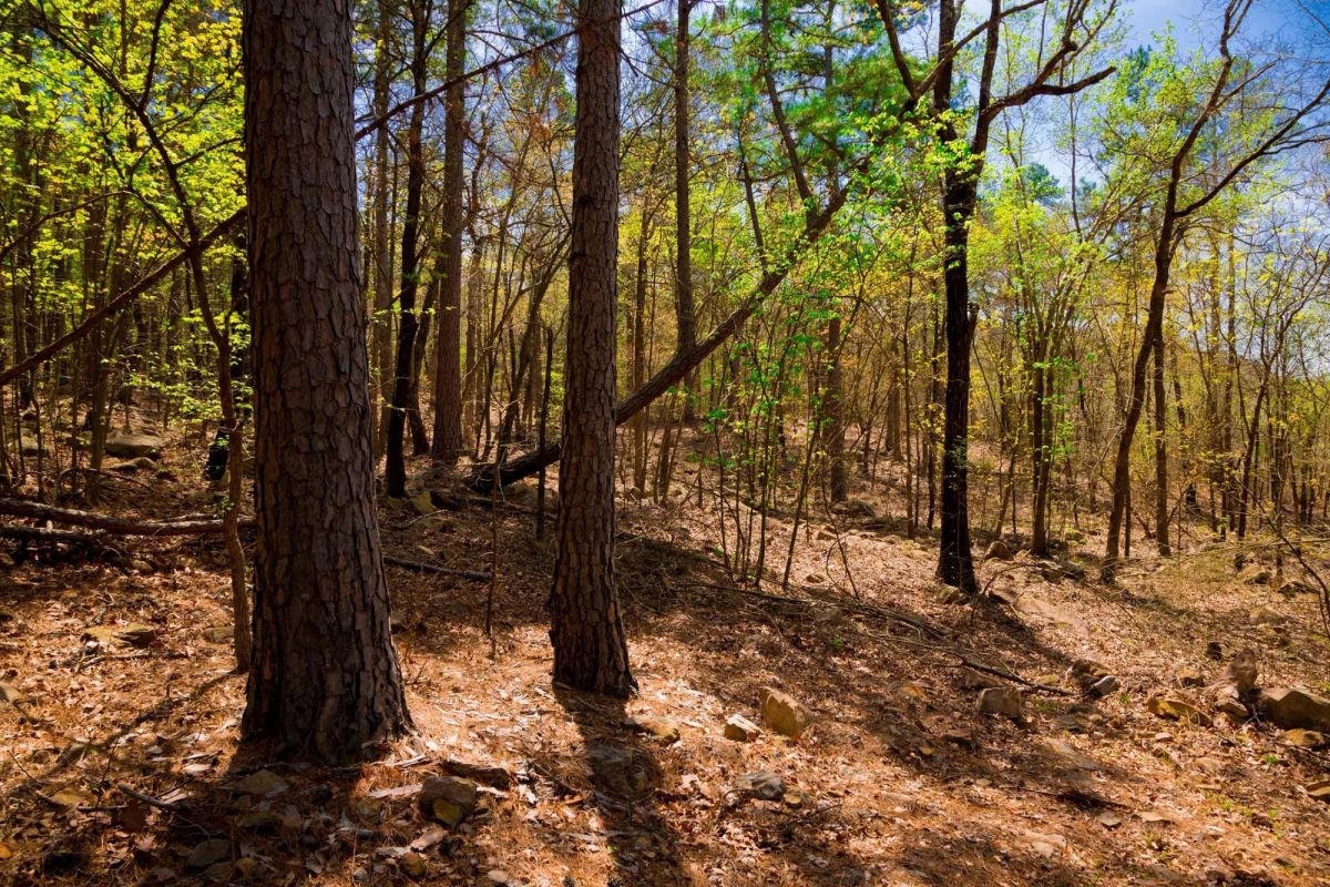 Decorative background for Stone Creek Phase II Tract 190 image 6