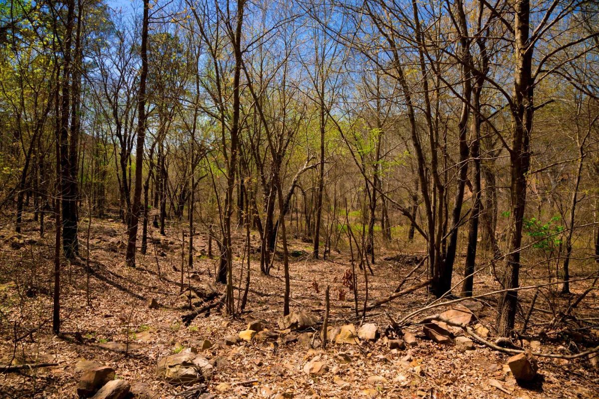 Decorative background for Stone Creek Phase II Tract 190 image 7