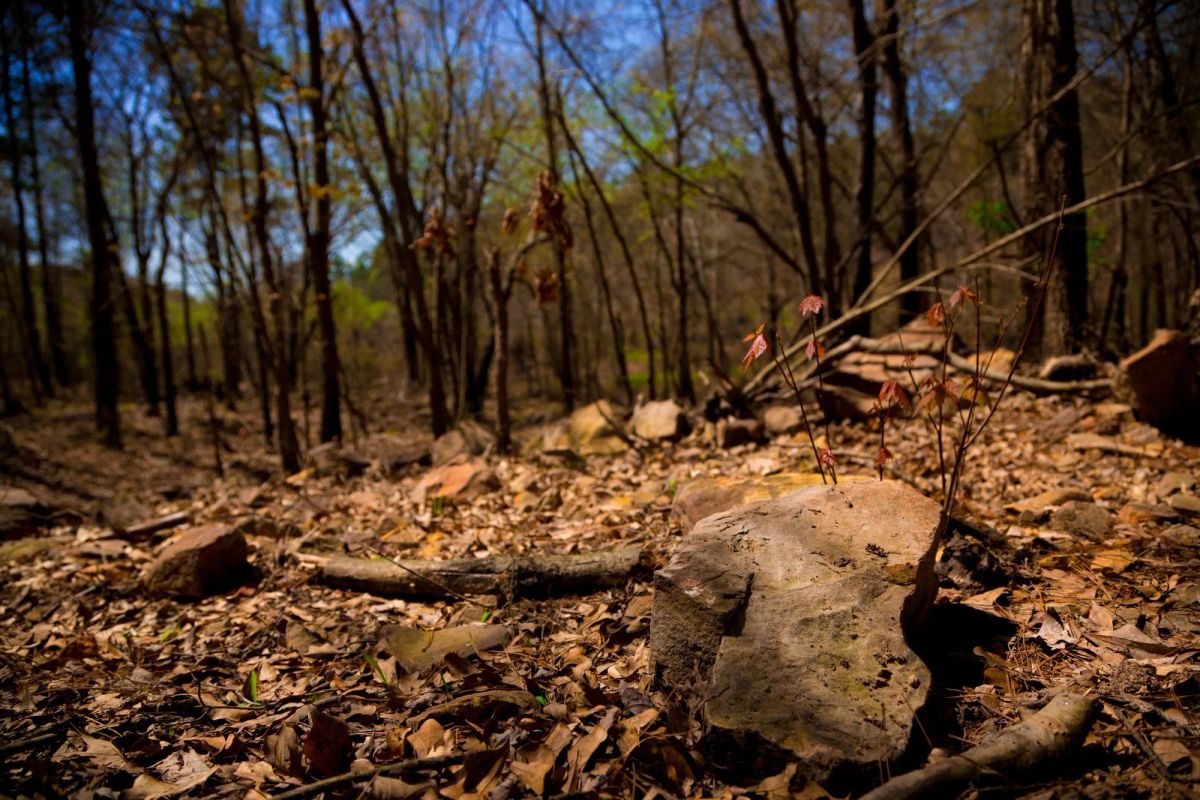 Decorative background for Stone Creek Phase II Tract 190 image 14