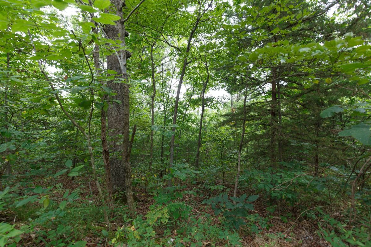 Spring Lake Plat 2 Tract 37 - Image 2
