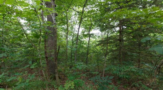 Spring Lake Plat 2 Tract 37 in Miller County, MO