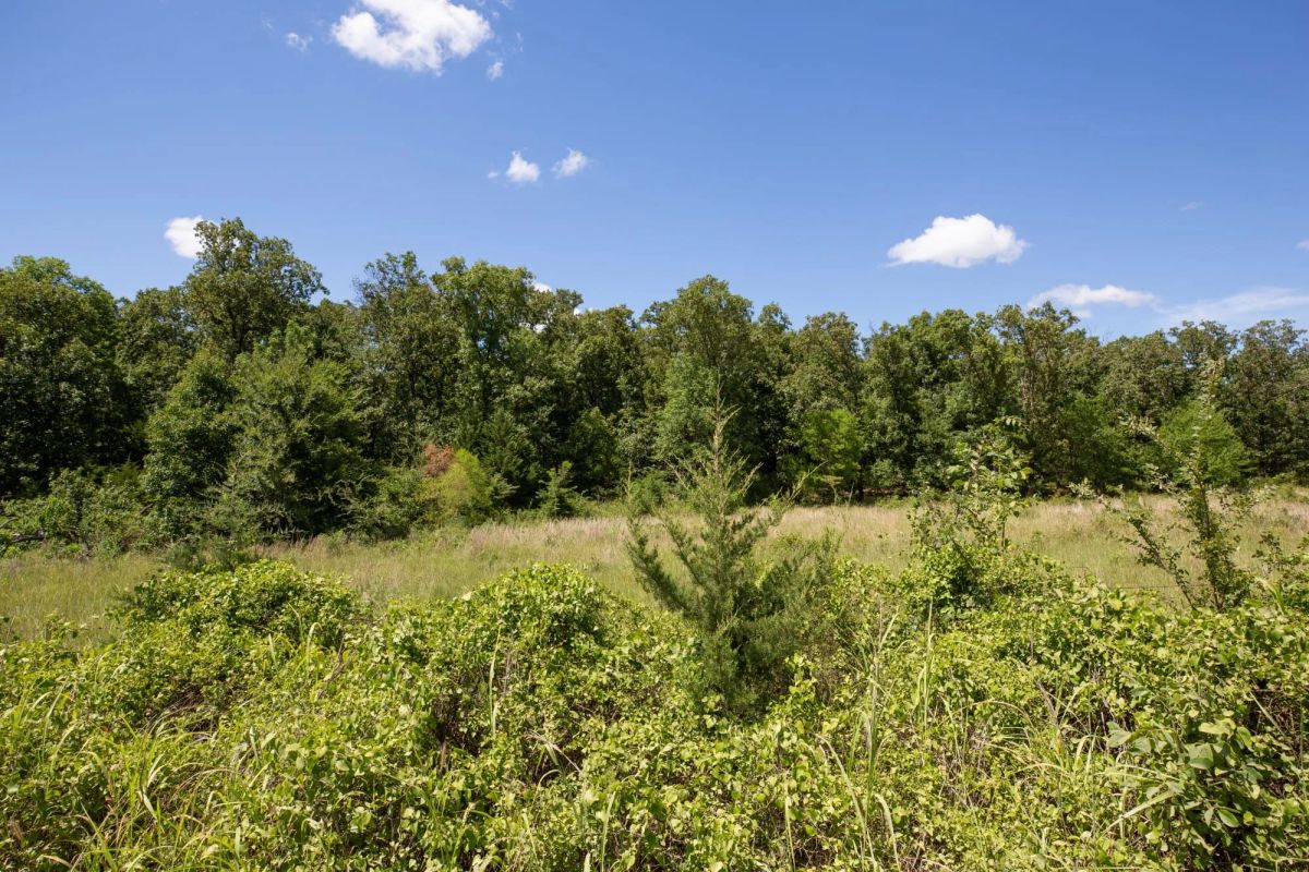 Decorative background for Paradise Valley Tract 22 image 7