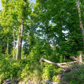 Cedar Creek Tract 52 in Perry County, TN