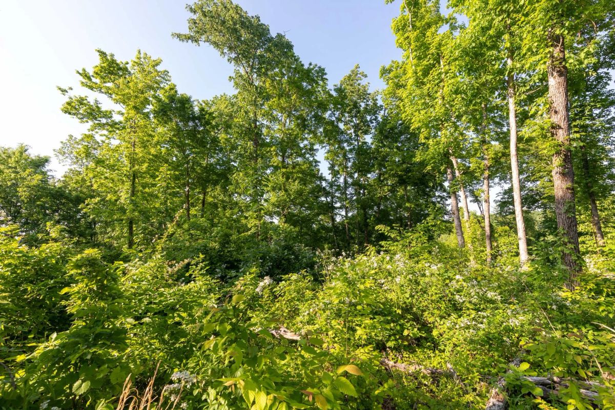Decorative background for Cedar Creek Tract 52 image 5
