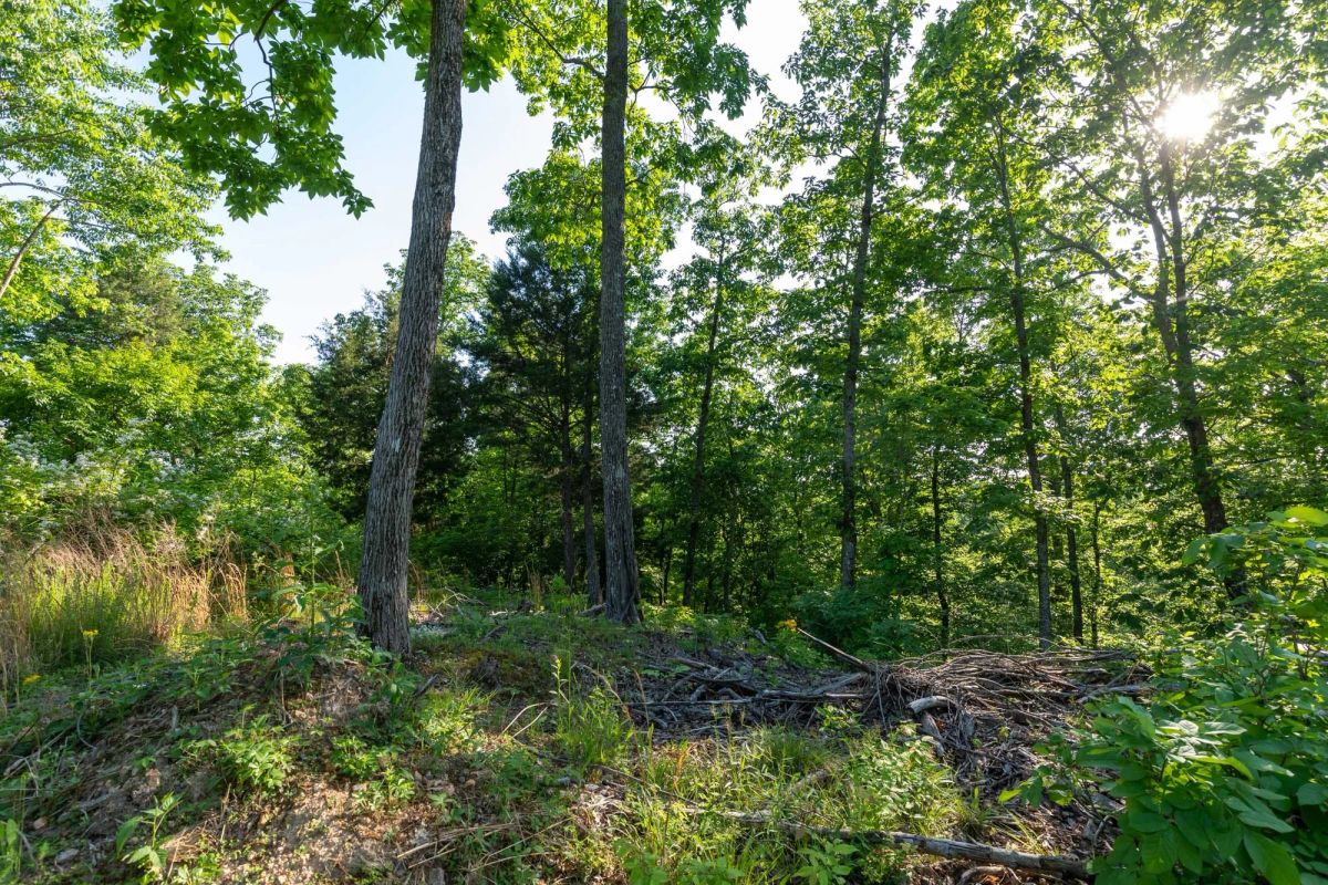 Decorative background for Cedar Creek Tract 52 image 6