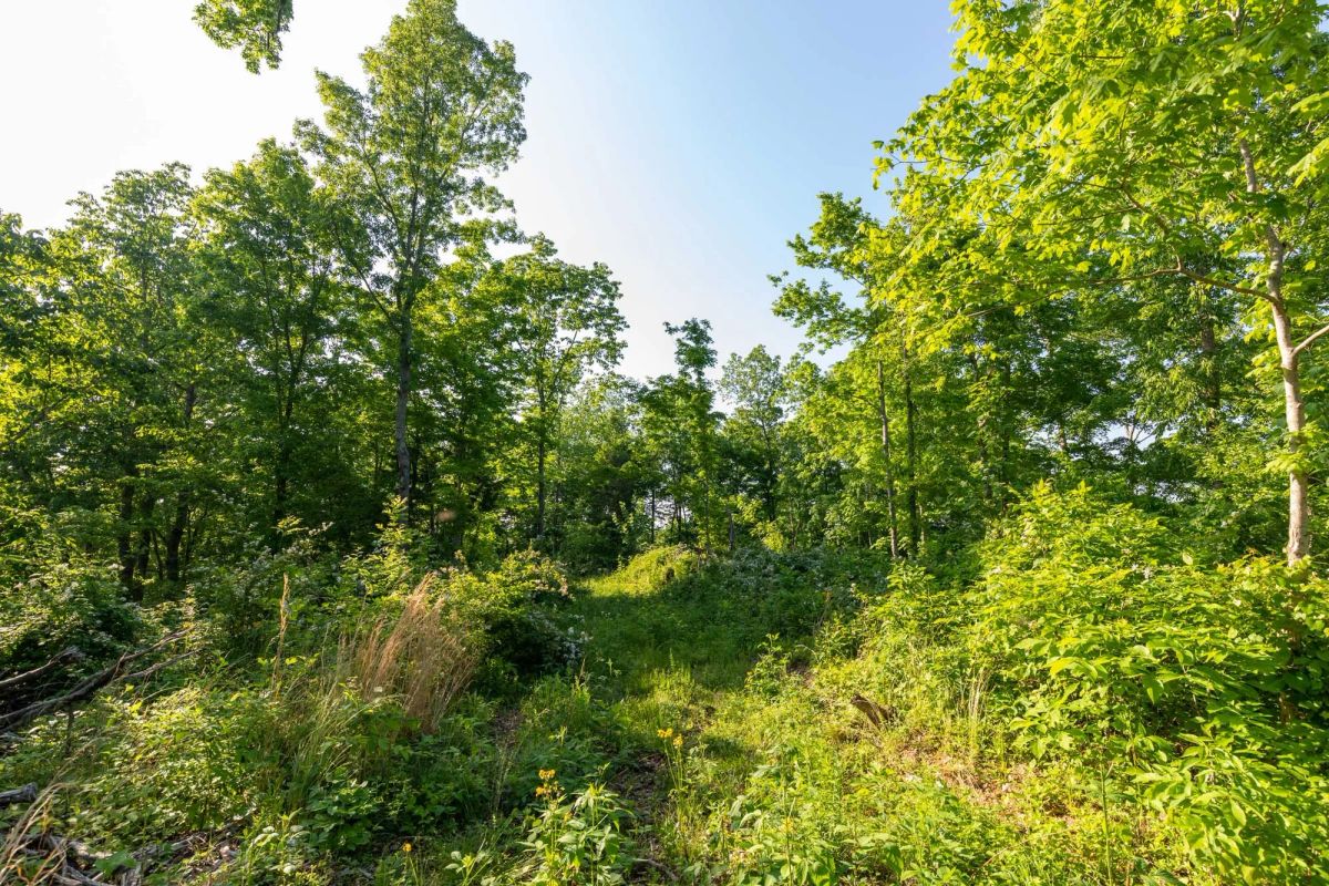 Decorative background for Cedar Creek Tract 52 image 7