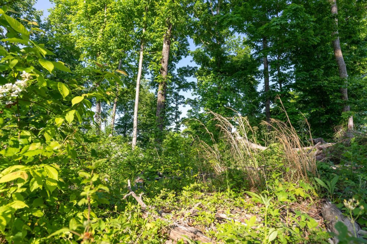 Decorative background for Cedar Creek Tract 52 image 9