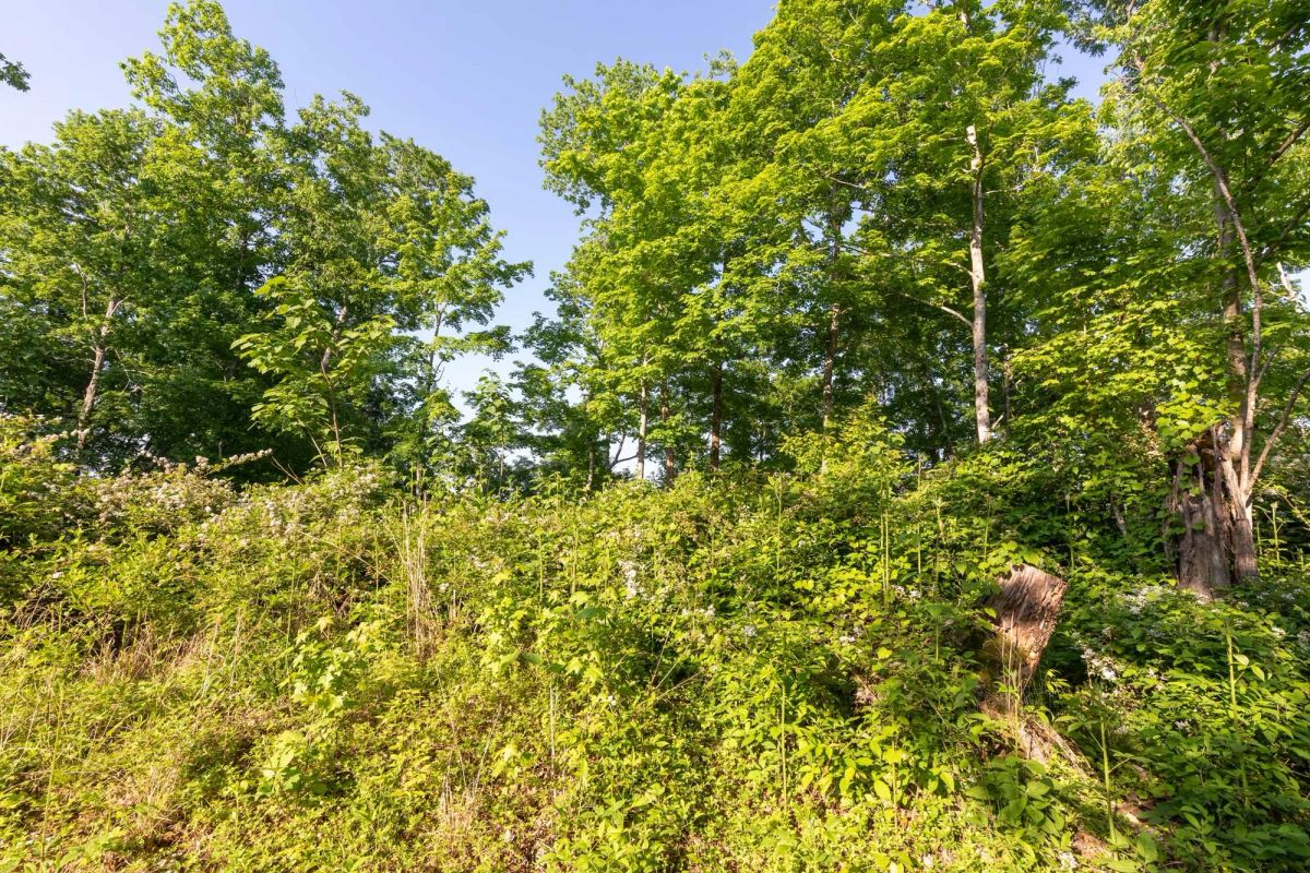 Decorative background for Cedar Creek Tract 52 image 10