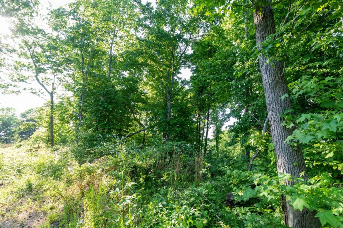 Decorative background for Cedar Creek Tract 52 image 11