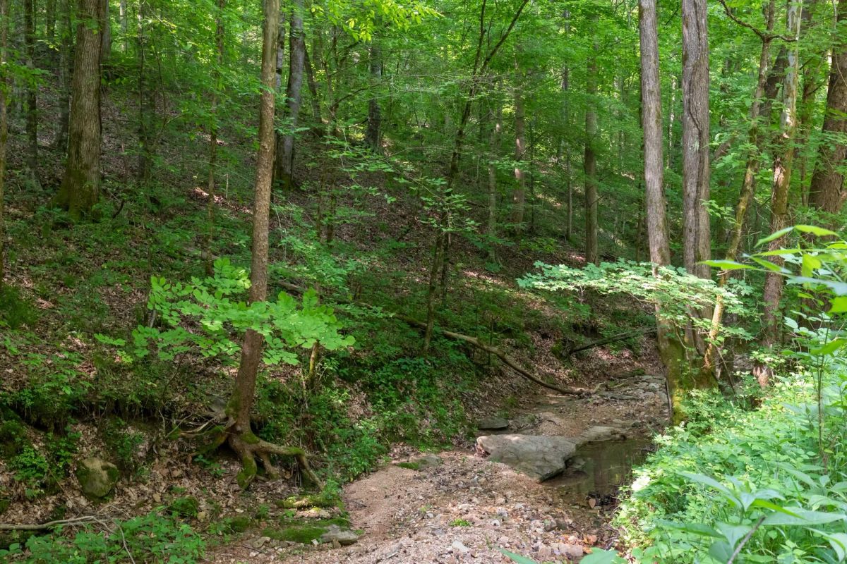 Decorative background for Cedar Creek Tract 52 image 12
