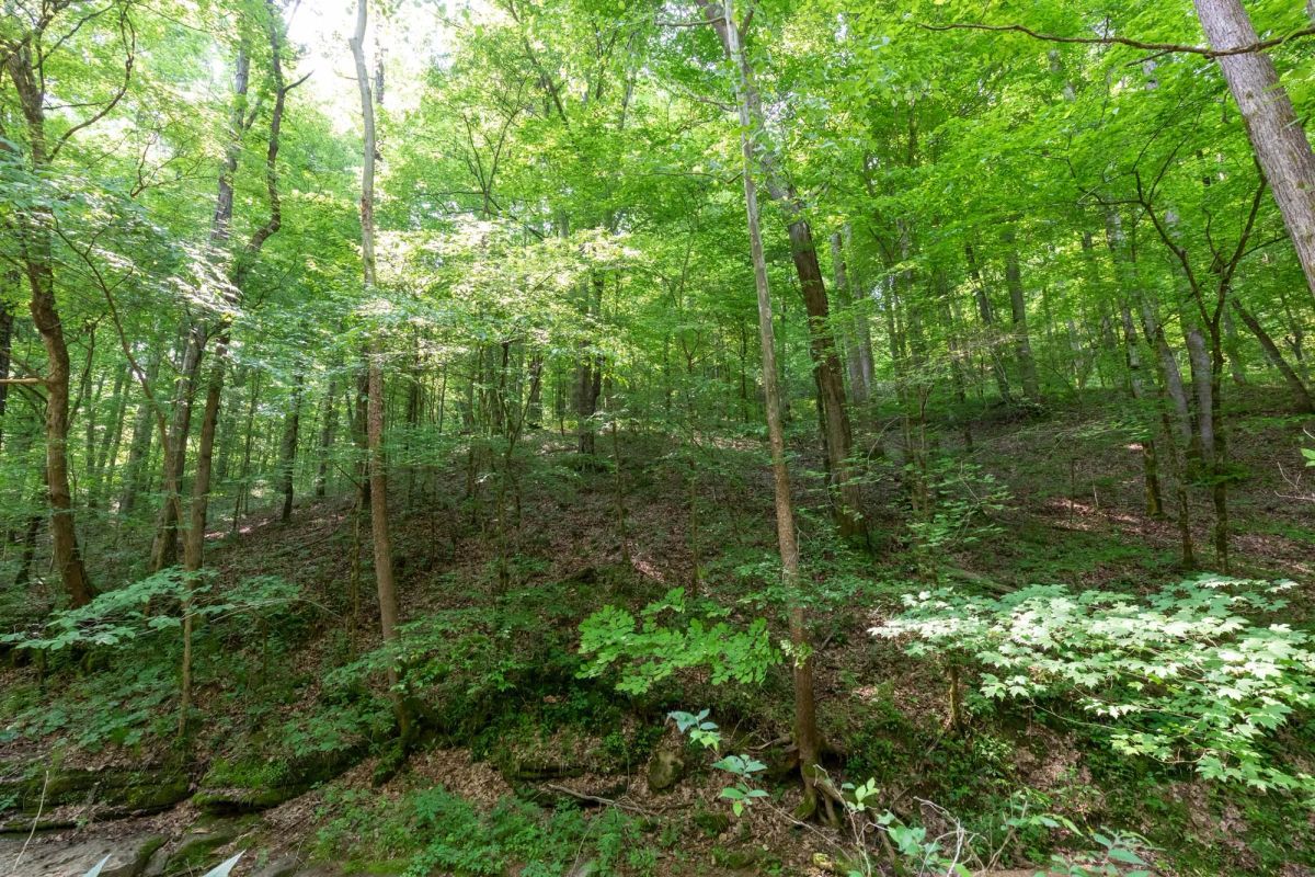 Decorative background for Cedar Creek Tract 52 image 13