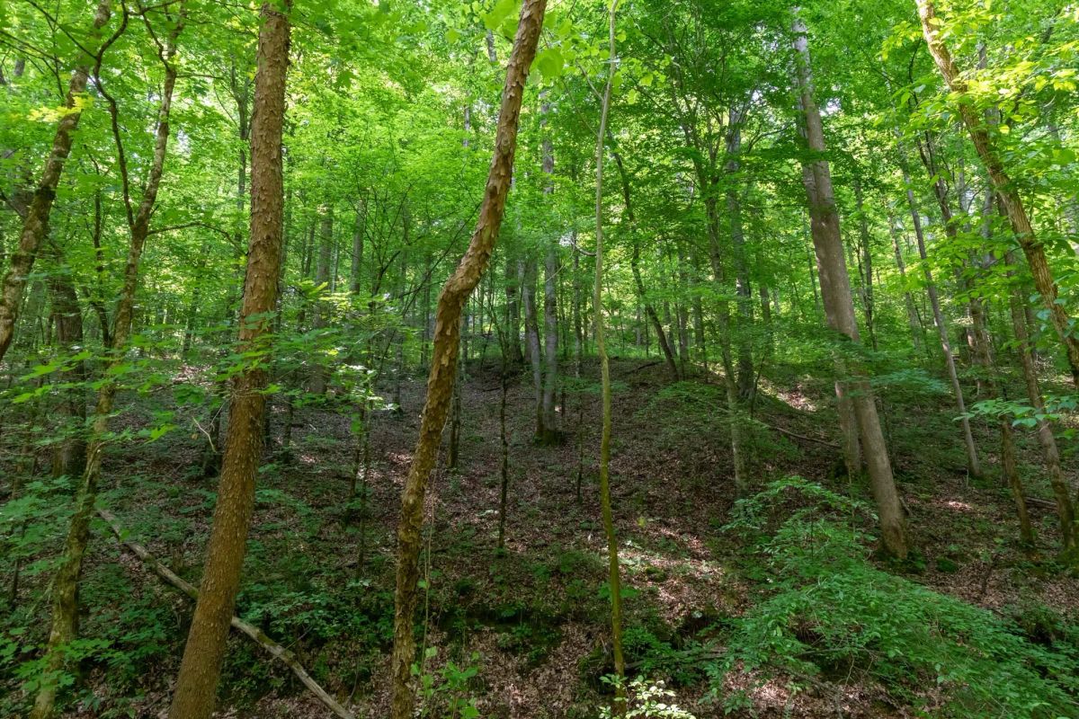 Decorative background for Cedar Creek Tract 52 image 14