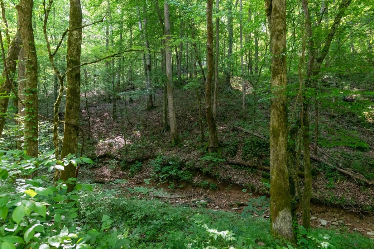 Decorative background for Cedar Creek Tract 52 image 16