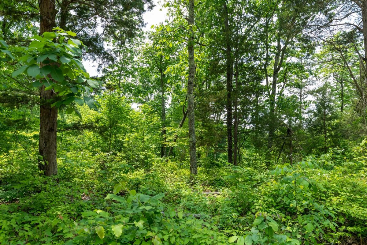Cedar Creek Tract 12 - Image 2