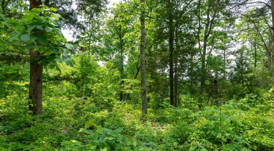 Cedar Creek Tract 12 in Perry County, TN