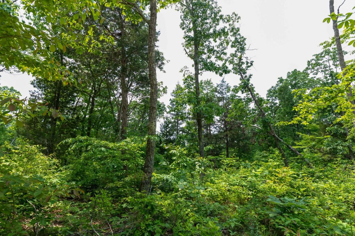 Cedar Creek Tract 12 - Image 3