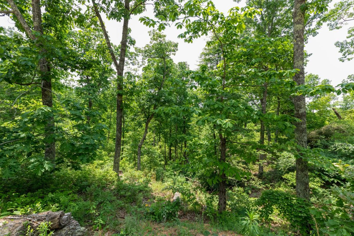 Decorative background for Cedar Creek Tract 12 image 5