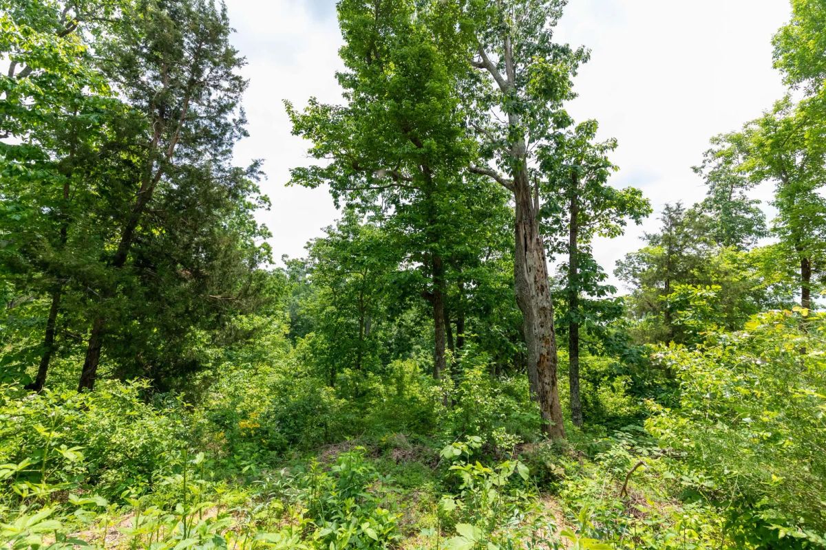 Decorative background for Cedar Creek Tract 12 image 6