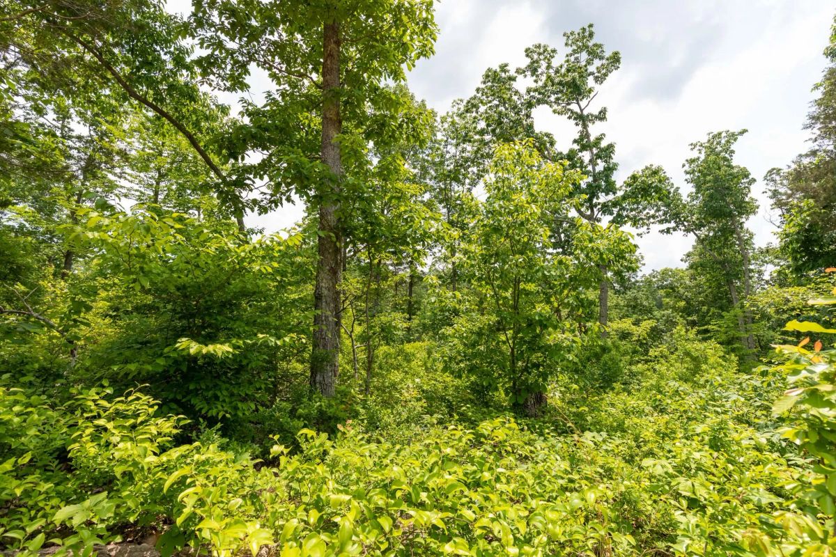 Decorative background for Cedar Creek Tract 12 image 9