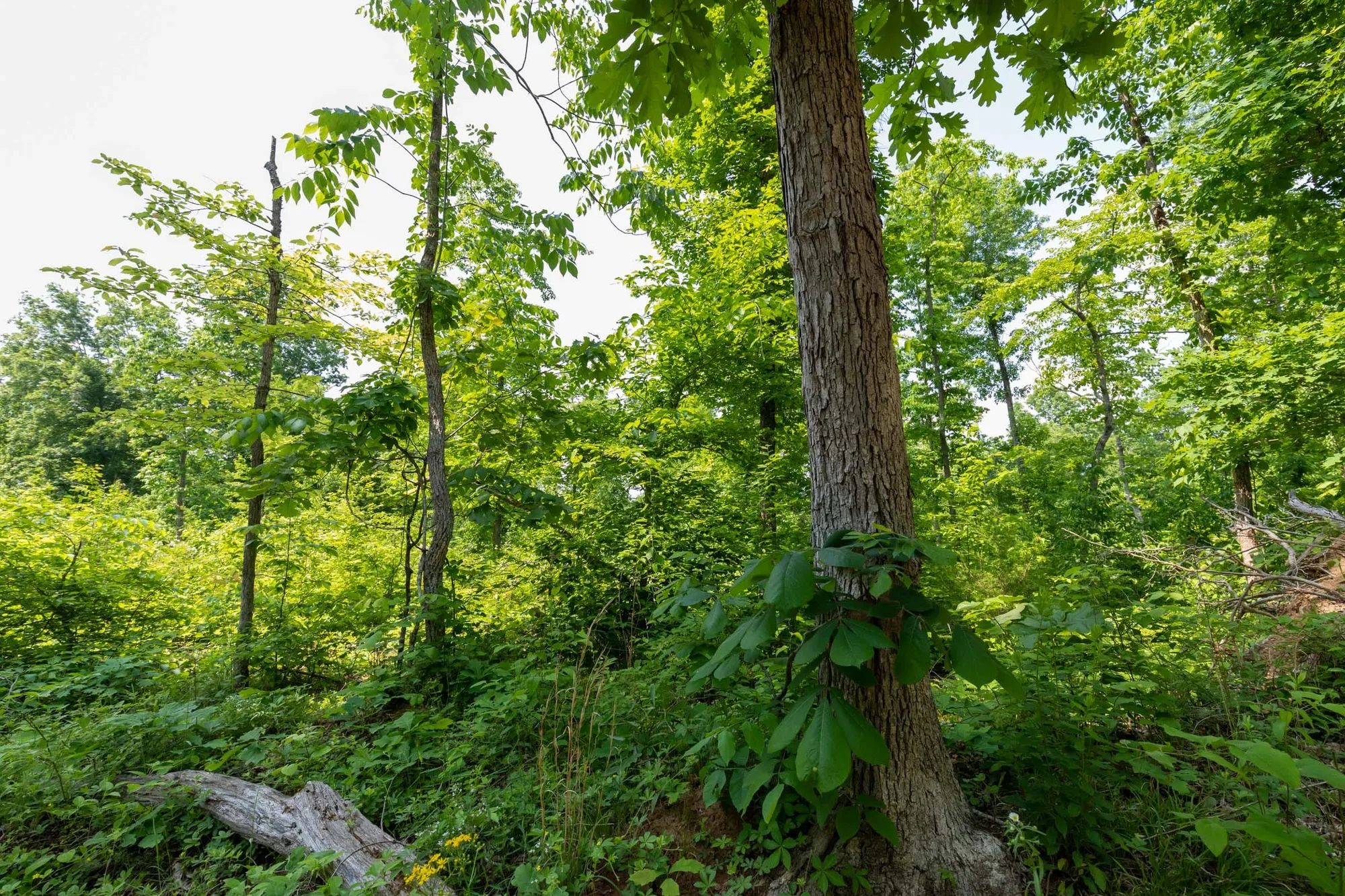 Cedar Creek Tract 59 in Perry County, TN