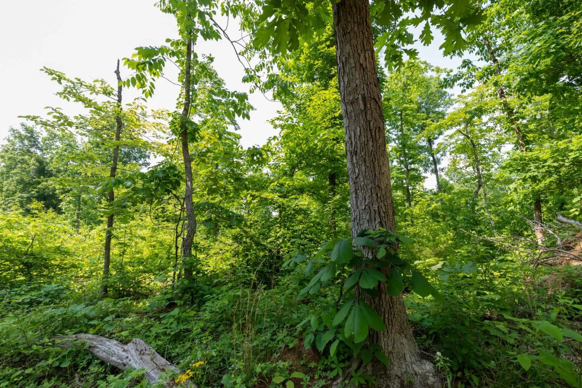 Cedar Creek Tract 59 - Image 2
