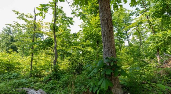 Cedar Creek Tract 59 in Perry County, TN
