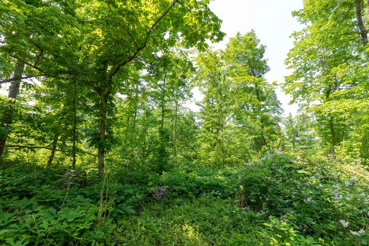 Cedar Creek Tract 59 - Image 4