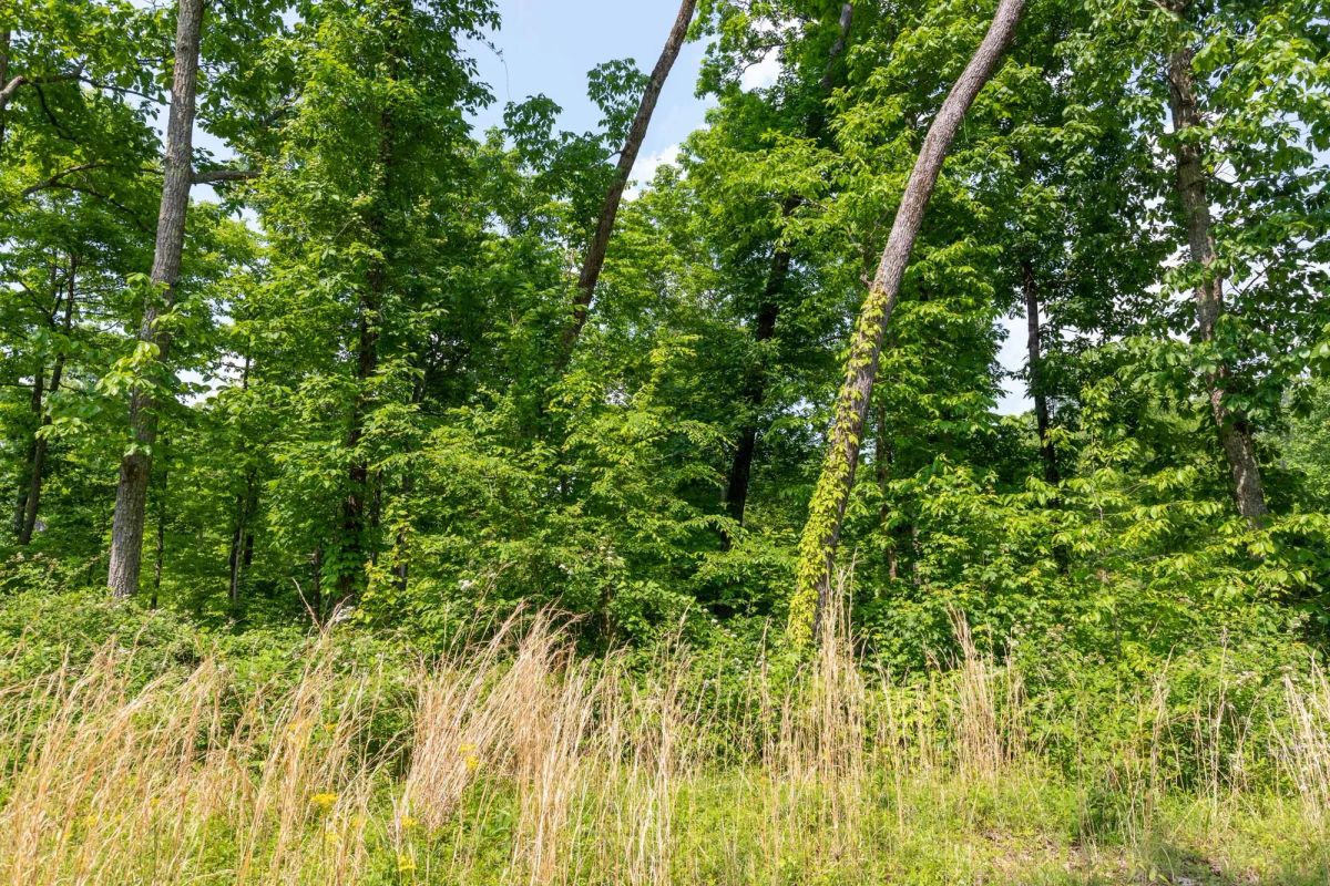 Decorative background for Cedar Creek Tract 59 image 6